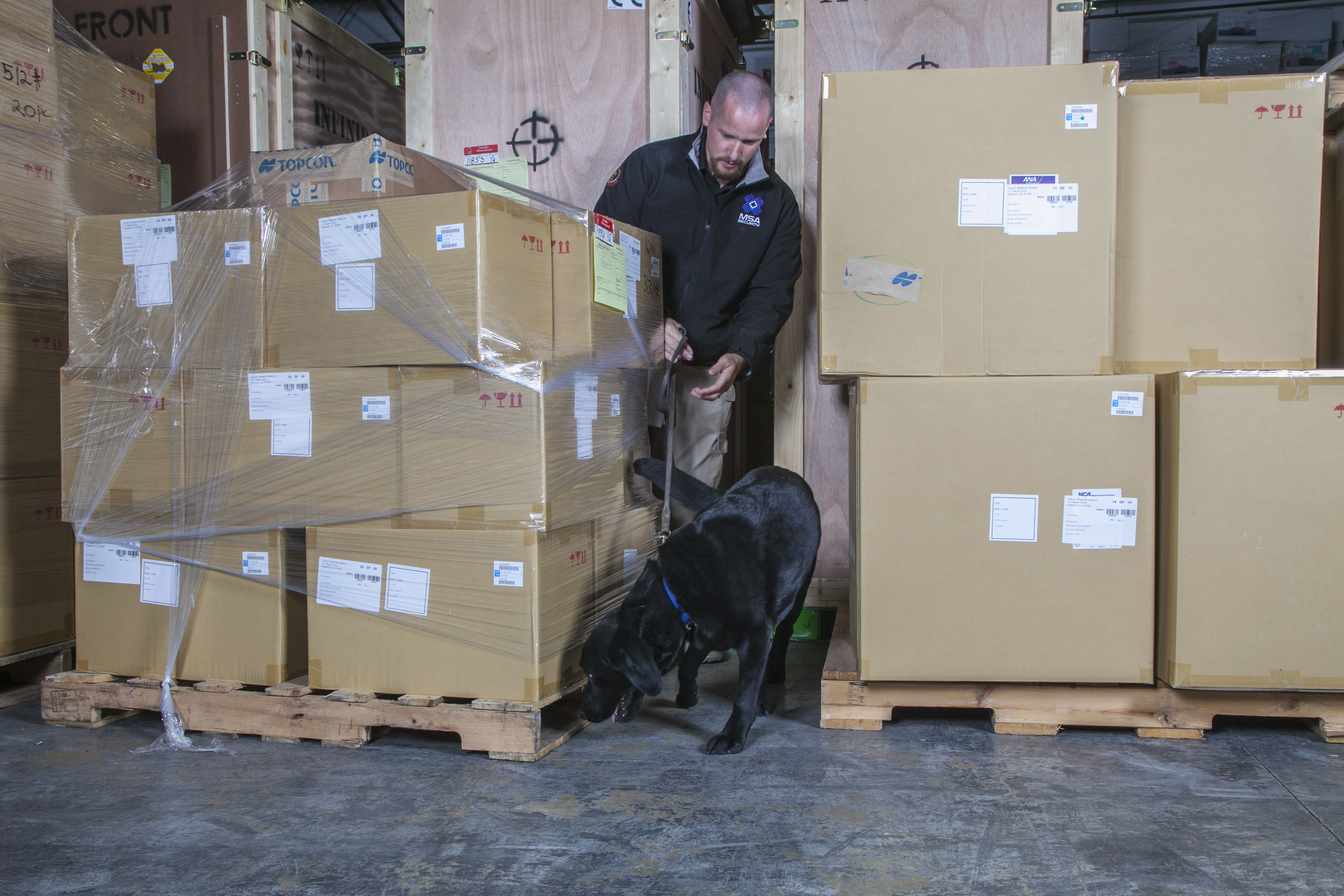 black lab sniffing cargo