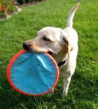 dog on grass with blue toy