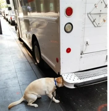 canine checking under a vehicle